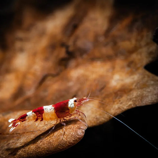 RED CHRISTMAS CRYSTAL NEOCARIDINA SP