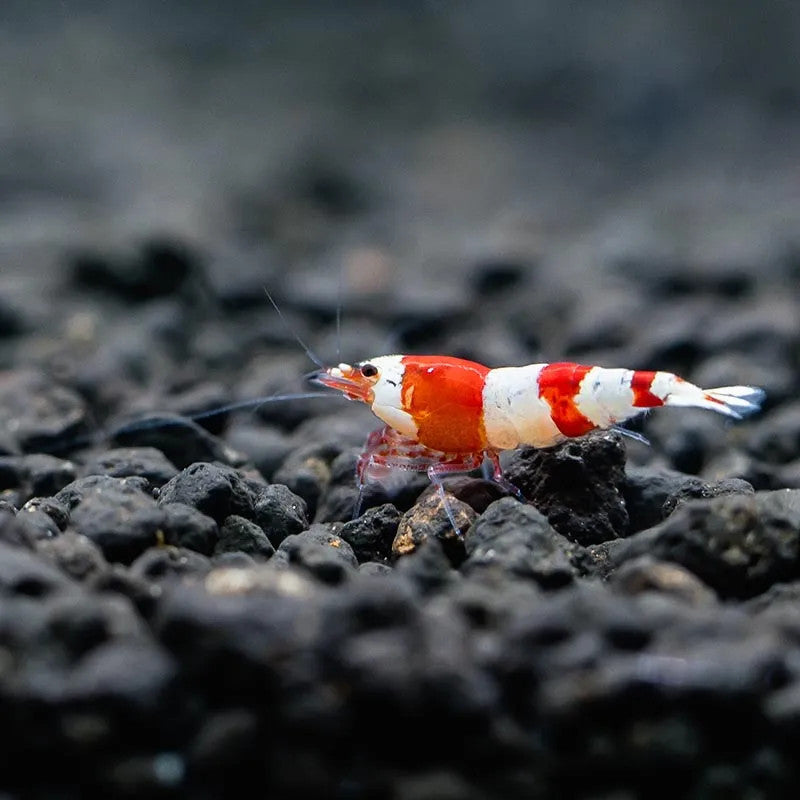 RED CRYSTAL CARIDINA SP