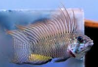 Apistogramma megaptera