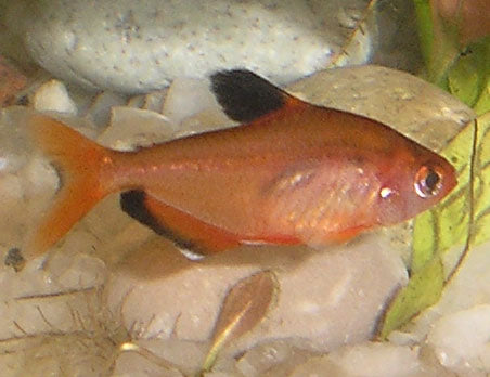 Serpae Tetra x 6 (group of 6)