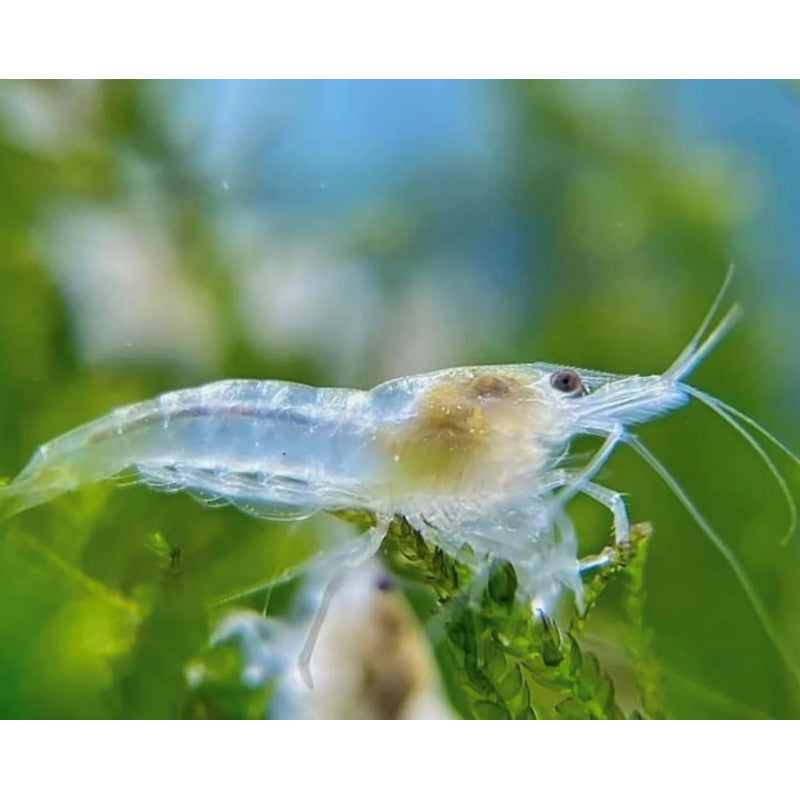 SNOWBALL NEOCARIDINA SP.