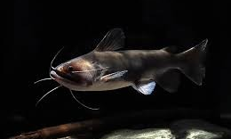 Gulper Catfish (Asterophysus batrachus)