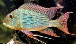 Red Striped Eartheater Cichlid (Geophagus surinamensis)