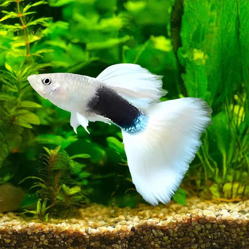 WHITE TUXEDO GUPPY