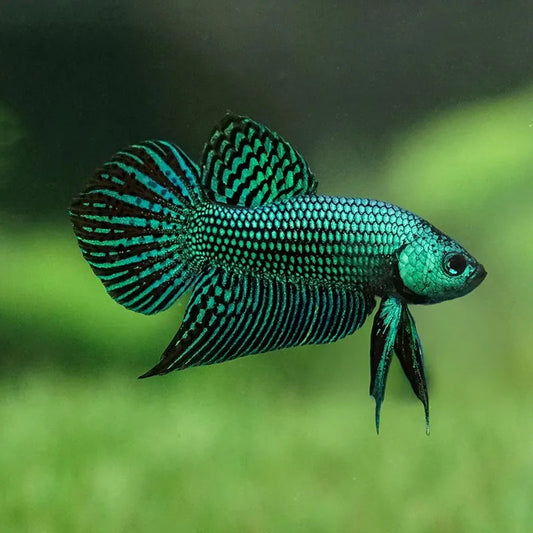 WILD BETTA -GREEN ALIEN