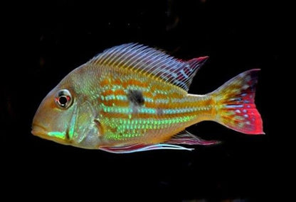 American Cichlid Geophagus Winemilleri