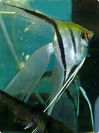 Assorted Veil-Tail Angelfish