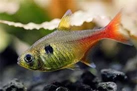 Yellow Phantom Tetra x 6 (group of 6)