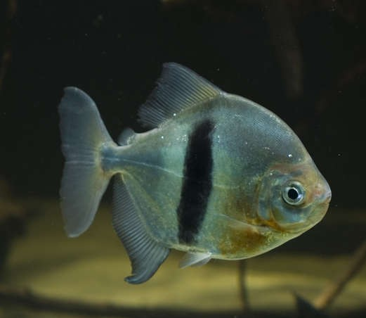 Wide Bar Silver Dollar (Myleus Schomburgkii)