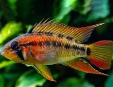 Apistogramma macmasteri