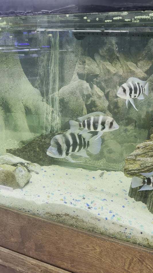 African Cichlid Frontosa 2"