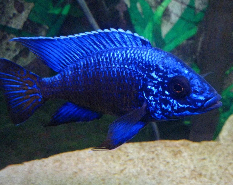 African Cichlid Blue Regal Peacock