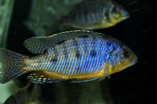 African Cichlids Protomelas Ndiwe Fire Blue Hap Large Male – Danbury 