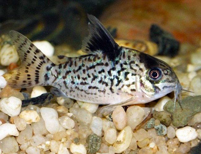 Cory Agassiz's corydoras