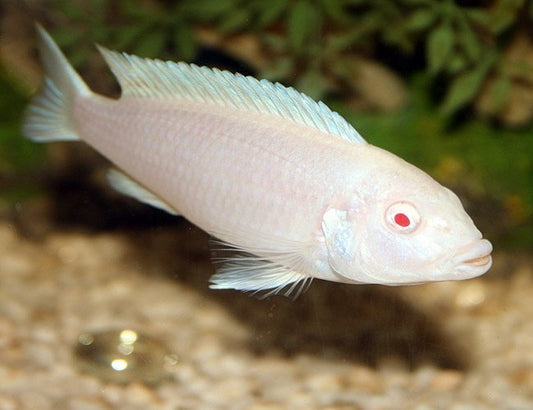 African Cichlid Snow White