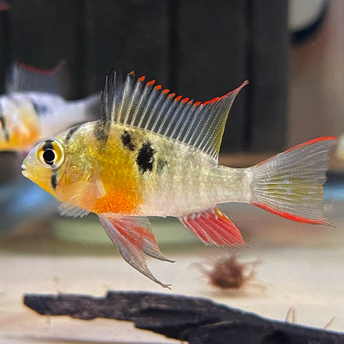 Bolivian Red Belly RAM