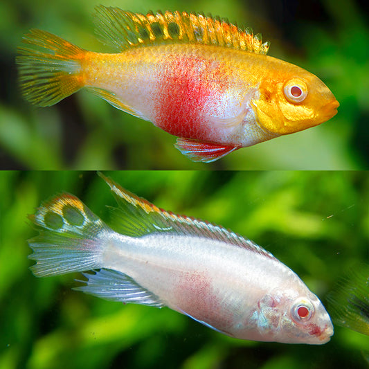 American Cichlid Albino Kribensis