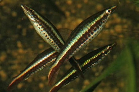 Diptail Pencil Fish-Eques Pencilfish (Nannostomus eques)