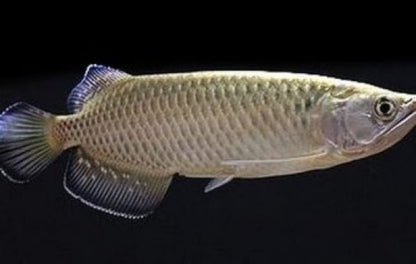 Arowana Jardini Arowana