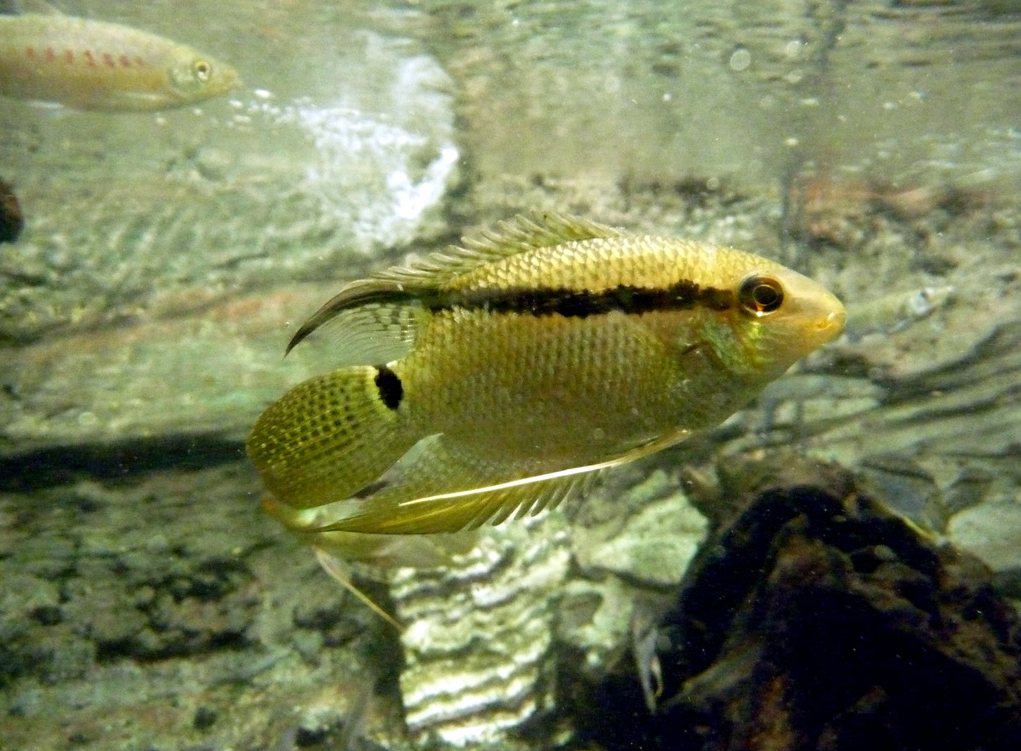 American cichlid Tank Raised Festivum Cichlid