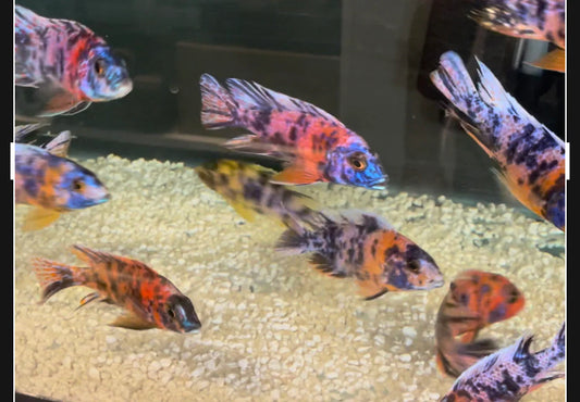 African Cichlid OB Peacock