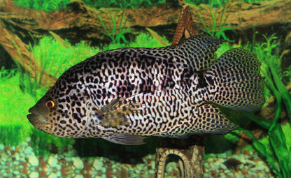 Managuensis Cichlid (Jaguar Cichlid)