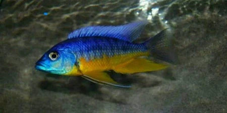 African Cichlids Protomelas Insignus large Male