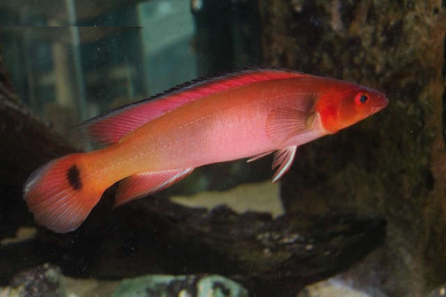 American Cichlid Venezuela Red fire Pike