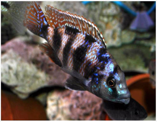 African Cichlids Placidochromis Milomo VC-10