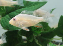 American Cichlid Albino Geophagus Heckelii