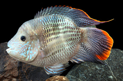 American Cichlid Ballon Body Green Terror