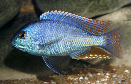 African Cichlid Chilotilapia Rhoadesii 3"+ Male