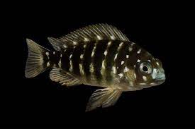 African Cichlid Tropheus Duboisi