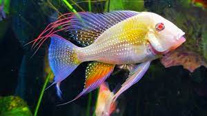 American Cichlid Albino Geophagus Heckelii