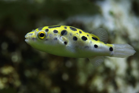 Green Spotted Puffer MD-LG