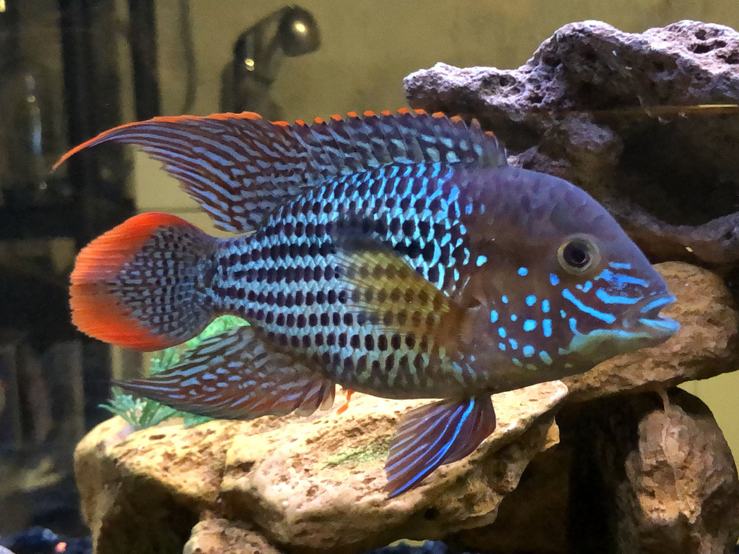 American Cichlid Green Terror