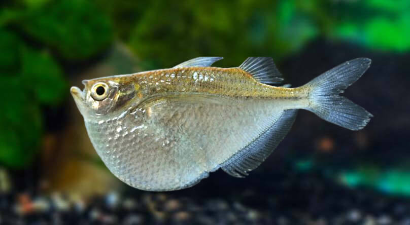 Banded Silver Hatchet Fish