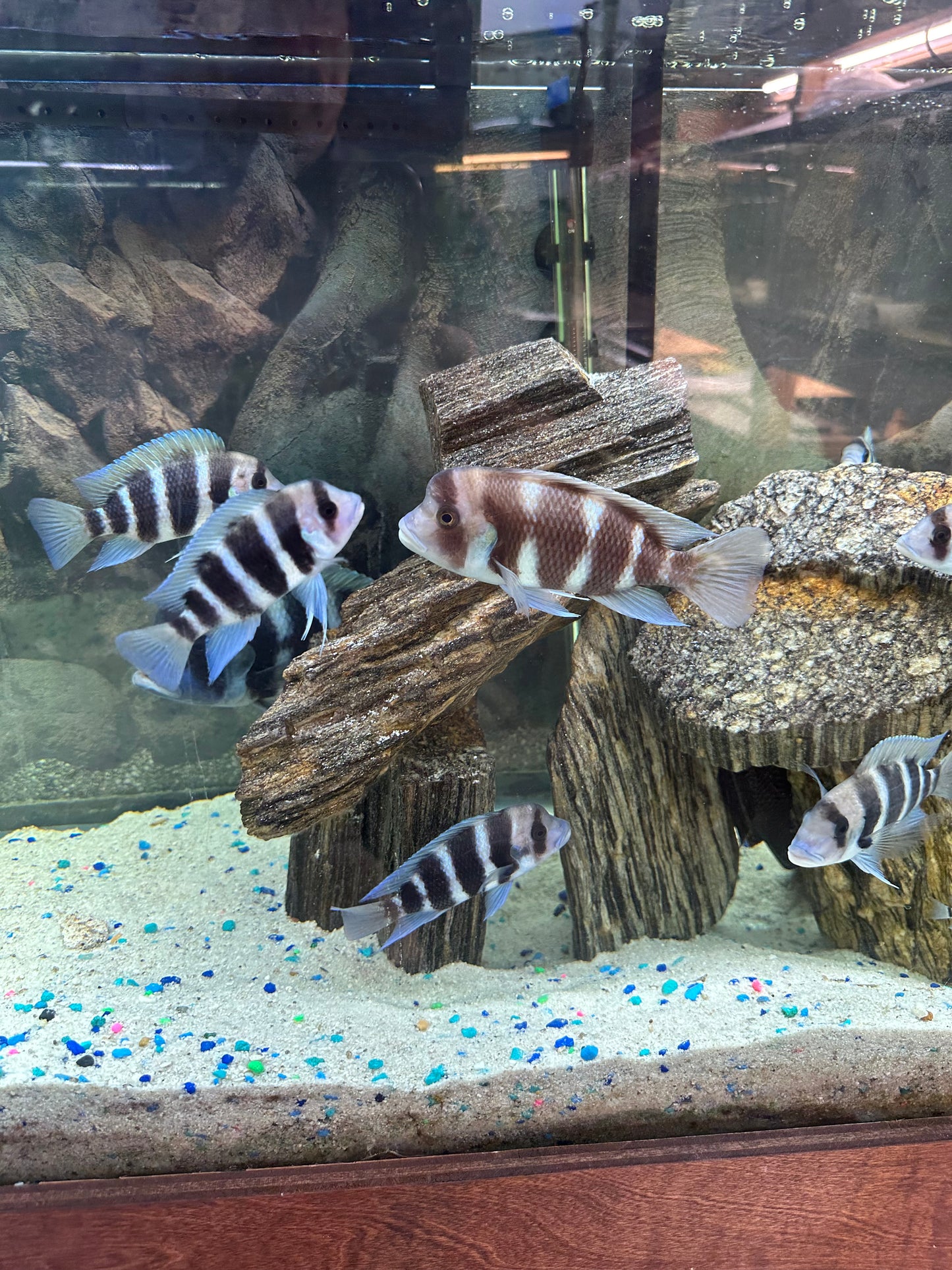 African Cichlid Frontosa