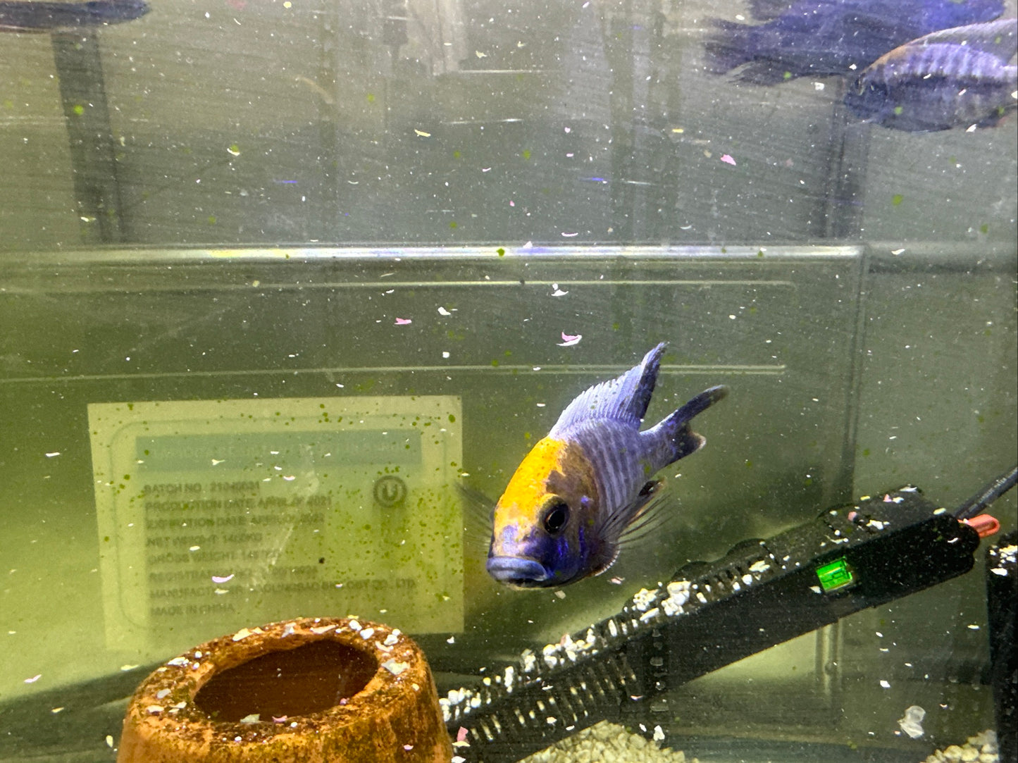 African Cichlid Apache Peacock 4"-5"