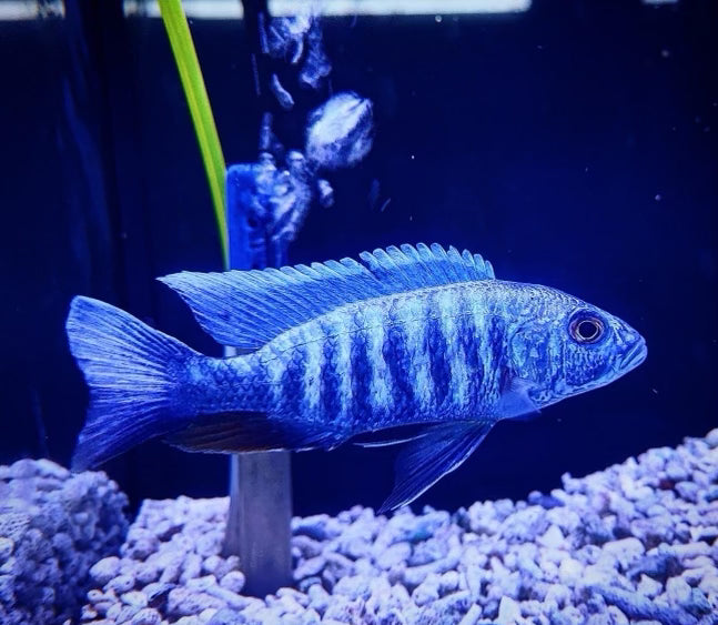 African Cichlid Electric Blue Hap