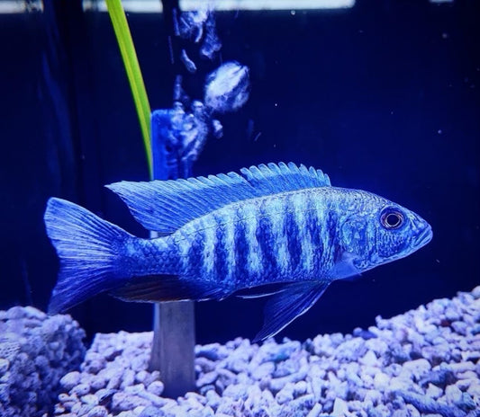 African Cichlid Electric Blue Hap 4"-5"