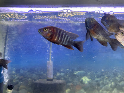 African Cichlid Orange Shoulder peacock