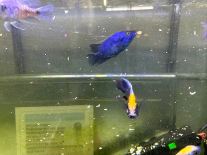 African Cichlid Sulfer Head Peacock 3"-4"