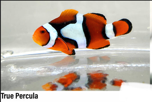 True Percula Clownfish Juvenile