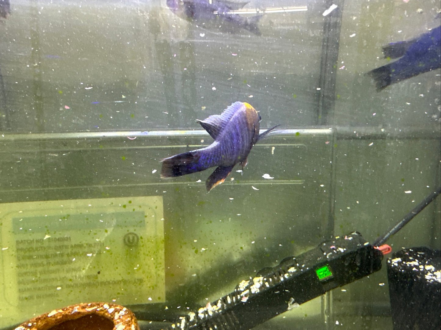 African Cichlid Sulfer Head Peacock 3"-4"