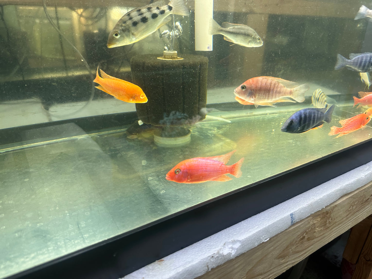 African Cichlid Dragon Blood Peacock – DANBURY AQUARIUM