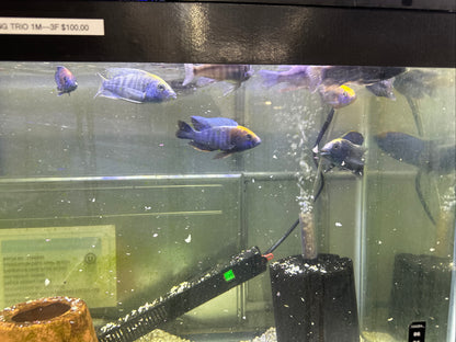 African Cichlid Sulfer Head Peacock 3"-4"