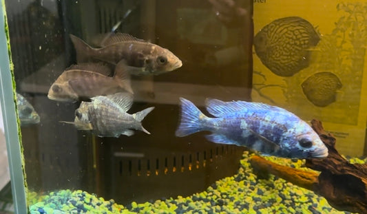 African Cichlid Star Saphire (Placido. Phenochilus) 3"-4" Females