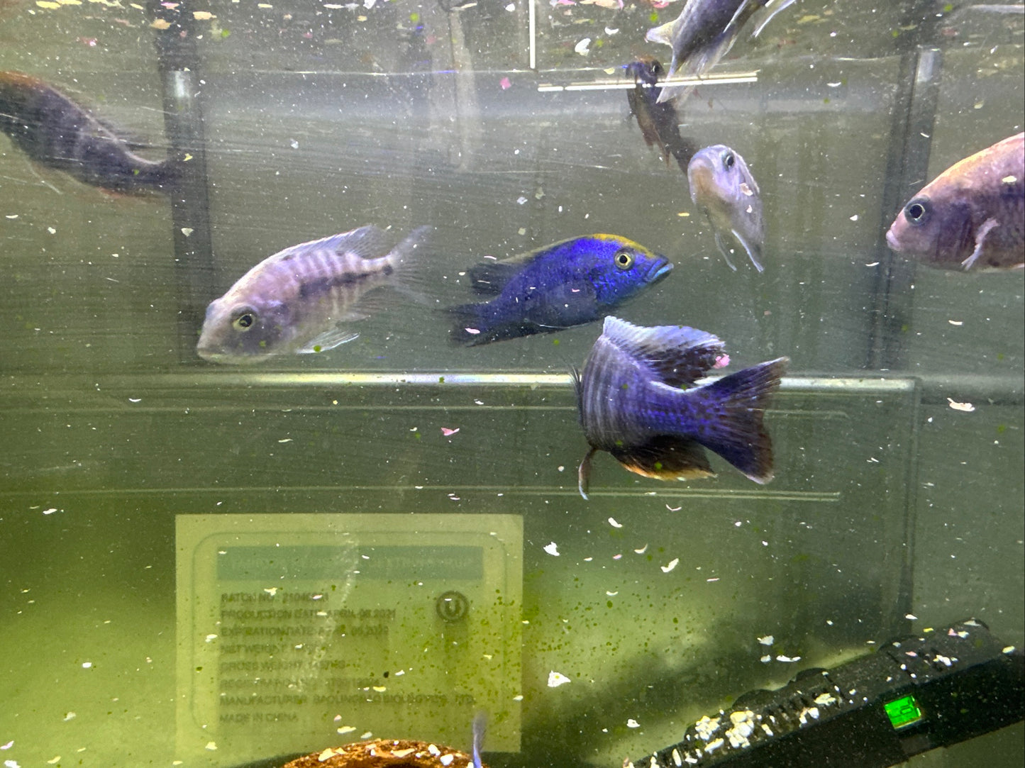 African Cichlid Sulfer Head Peacock 3"-4"