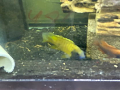 African Cichlid Male Yellow Peacock (yellow Sunshine)